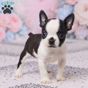 Jon, Boston Terrier Puppy